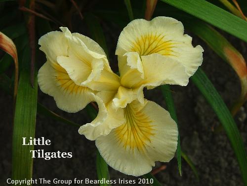 Little Tilgates (1)